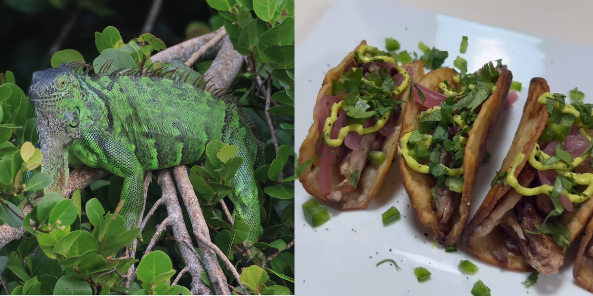 Why Floridians Are Cooking & Eating Green Iguanas This Winter