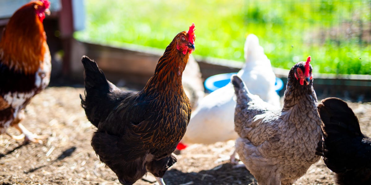 Salmonella Outbreak Across 13 States Has Been Linked To Backyard Chickens